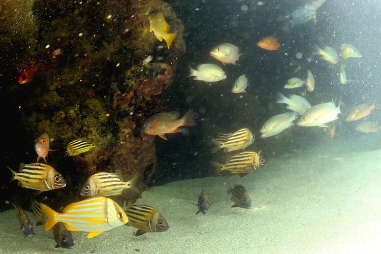 Em Tamandaré é possível observar os recifes de corais com a água transparente na altura dos joelhos