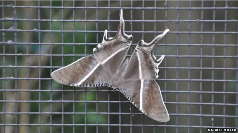 <p>Milhares de insetos invadiram casas na Mal&aacute;sia e em Cingapura</p>