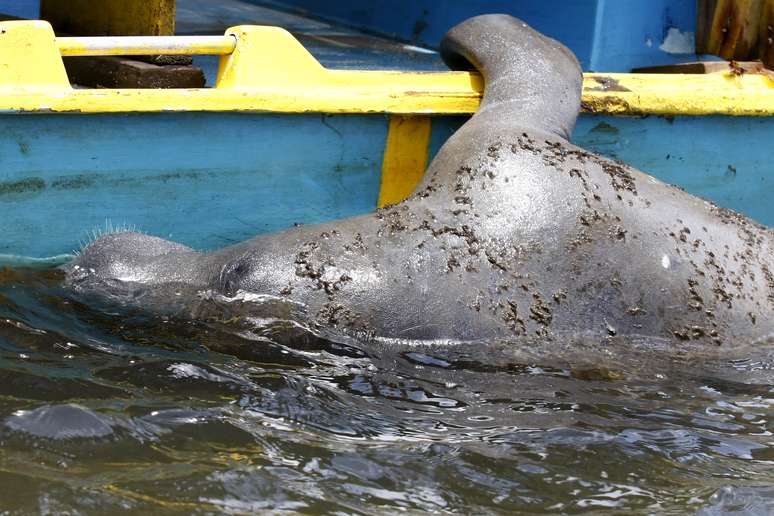 Considerado em extinção, biólogos e especialistas contabilizam apenas de 500 exemplares do Peixe-Boi-Marinho no litoral brasileiro