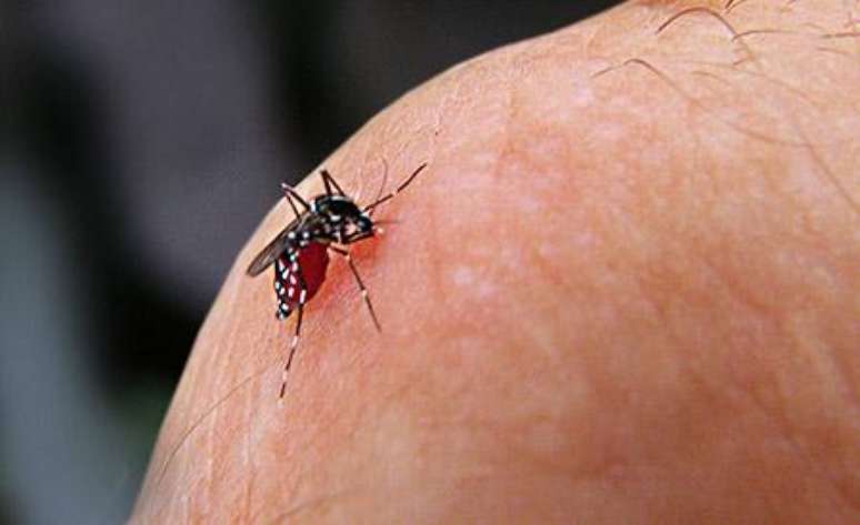 <p>Vírus da dengue é transmitido pelo mosquito Aedes Aegypti</p>