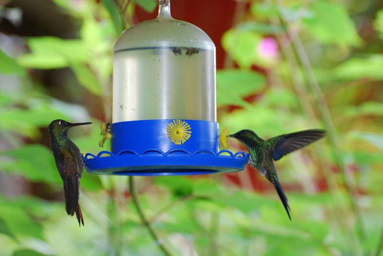 Mais de 20 esp&eacute;cies de beija-flores s&atilde;o atra&ccedil;&atilde;o em Monte Verde