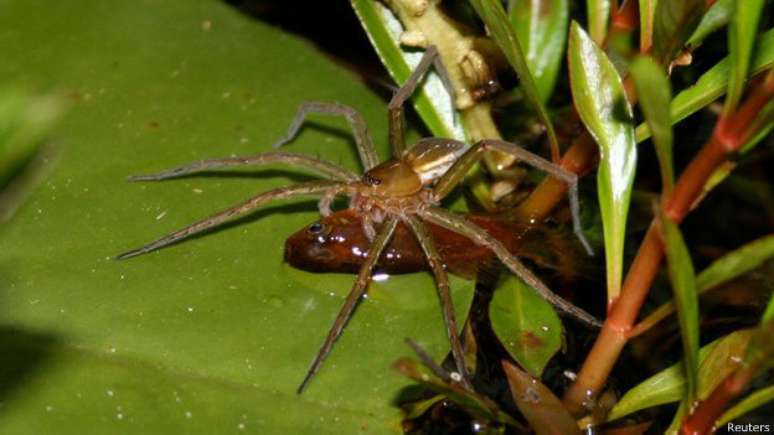 <p>Peixes capturados pelas aranhas foram, em média, cerca de duas vezes maiores que seus predadores.</p>
