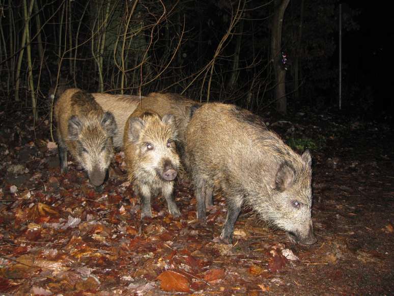 <p>Ao cair da noite, javalis saem à procura de alimento</p>