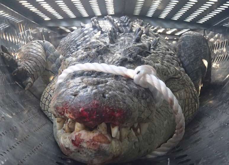 <p>Crocodilo conhecido como "Shorty" foi preso por uma armadilha montada às margens do mar</p>