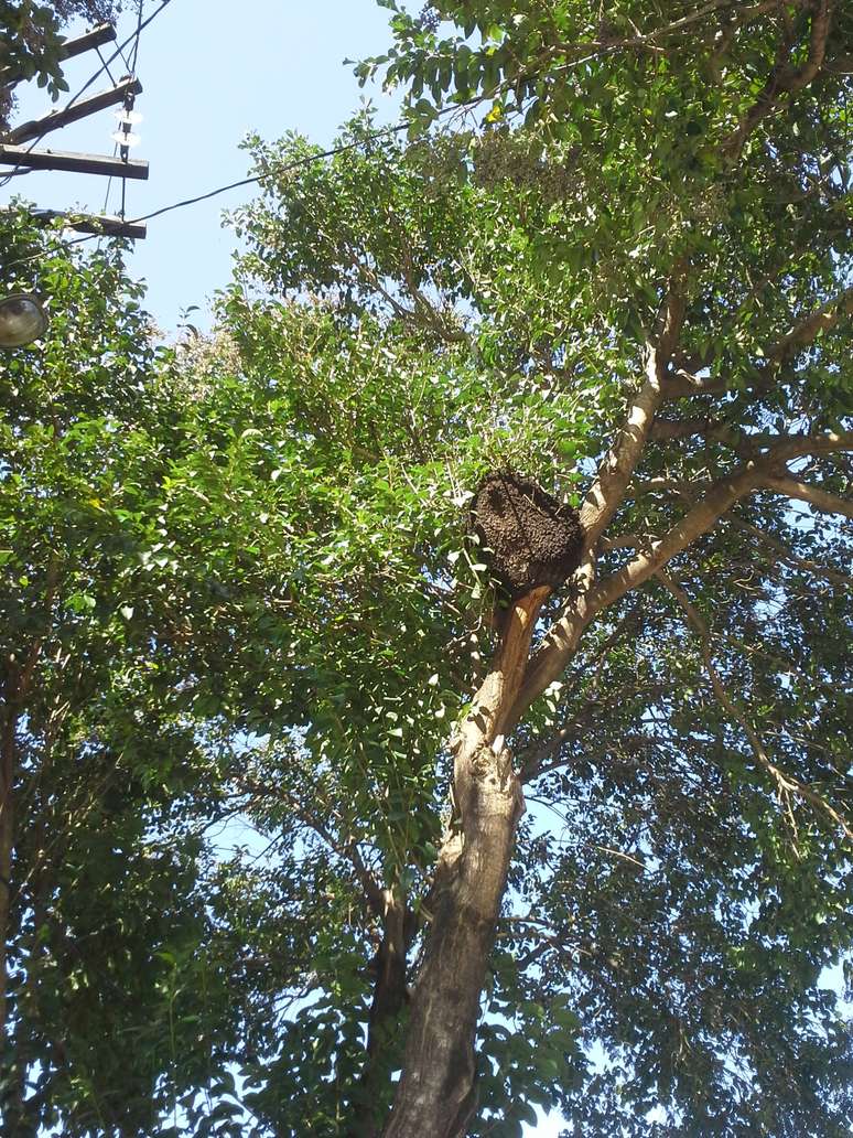<p>Pedido de remo&ccedil;&atilde;o da colmeia j&aacute; foi feito na prefeitura</p>