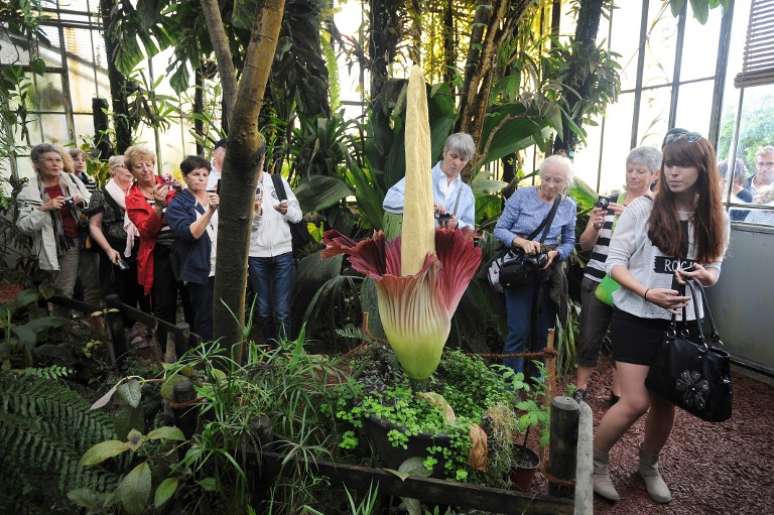 <p>Pessoas fazem fila para visitar a flor-cad&aacute;ver, no&nbsp;Jardim Bot&acirc;nico da cidade em Nantes, na Fran&ccedil;a</p>