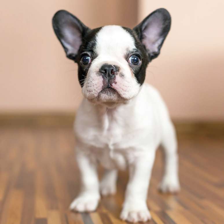 <p>Buldogue francês</p>