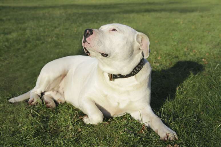 <p>Dogo Argentino</p>