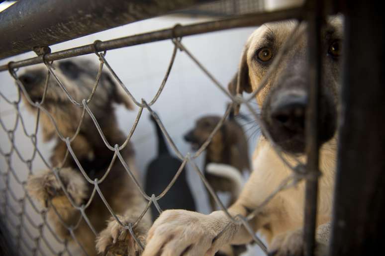 A Sociedade União Internacional Protetora dos Animais (Suípa) é uma organização não-governamental do Rio de Janeiro e tem um dos mais populosos abrigos de cães e gatos do País