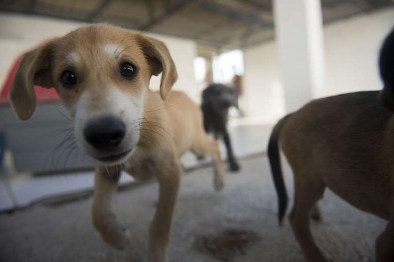 <p>De Norte a Sul do Brasil, são voluntários que socorrem animais vítimas de maus-tratos e rejeitados por antigos donos, na maioria das vezes sem o apoio dos governos</p>