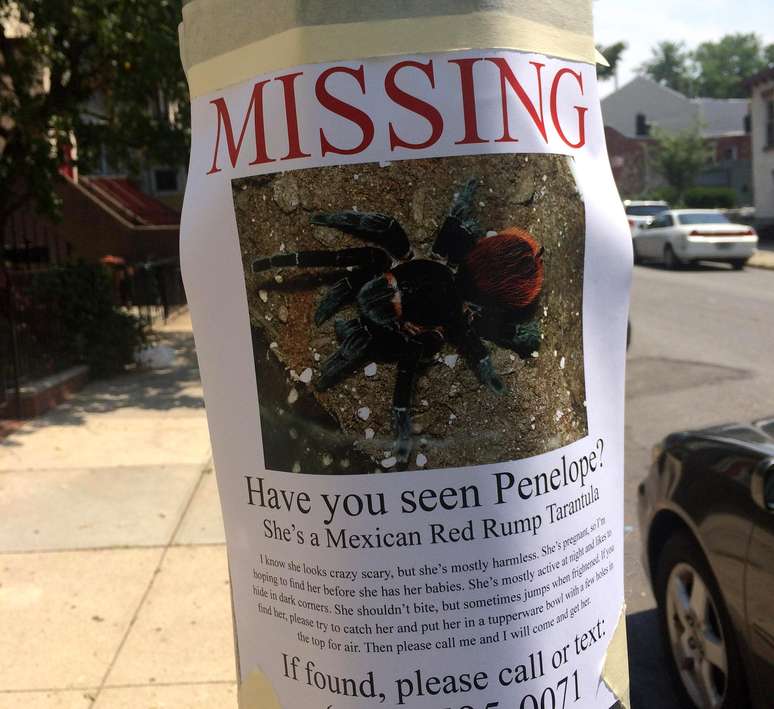 <p>"Você viu Penélope?": Moradores acordaram aterrorizados quando viram esses cartazes pelo bairro</p>