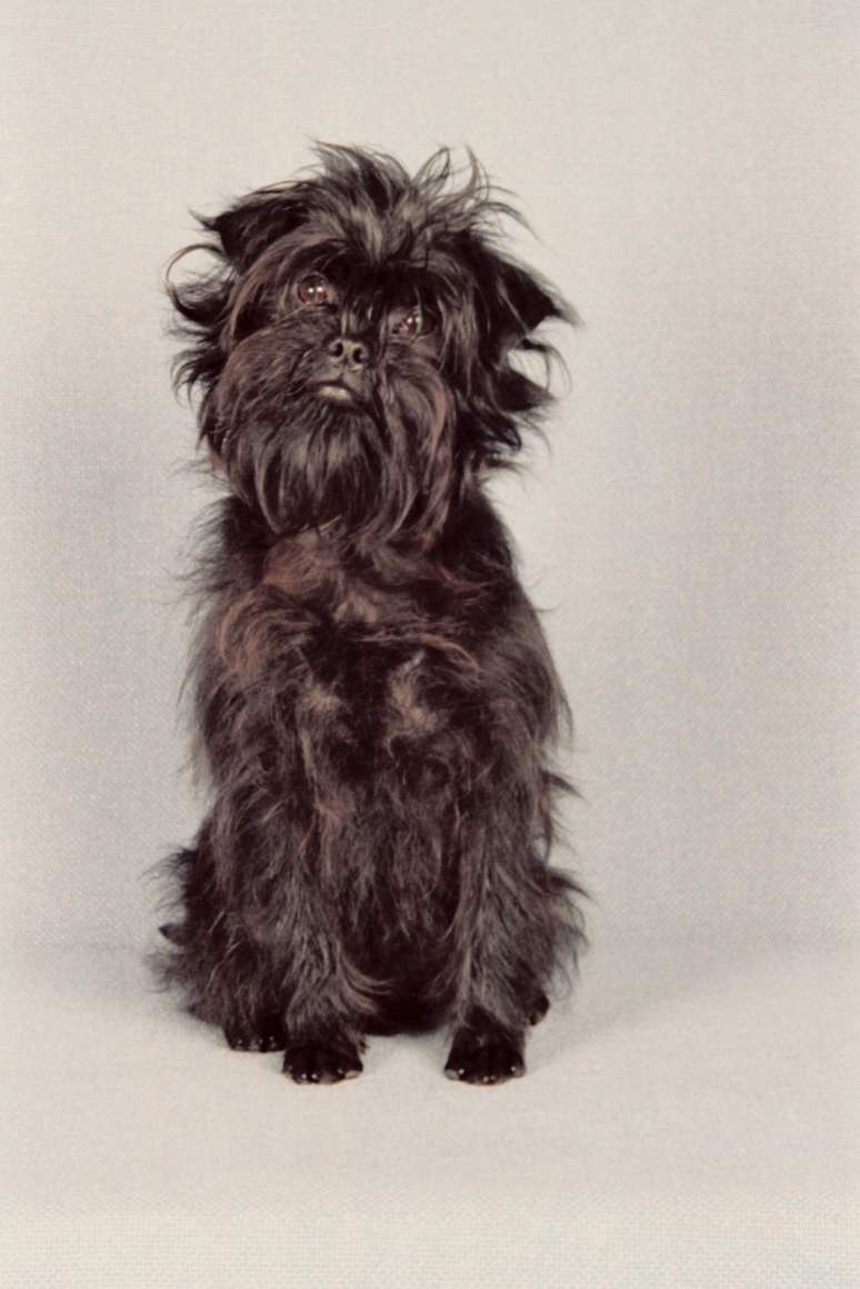 <p>Affenpinscher é de origem alemã e de pequeno porte</p>