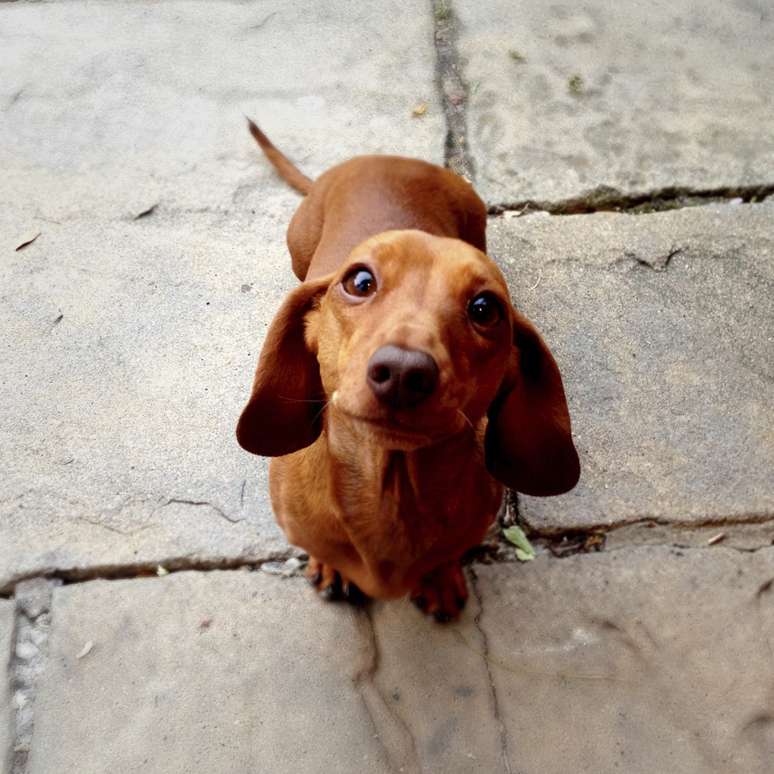 <p>Conhecido mundialmente como salsichinha, o dachshund também é de origem alem</p>