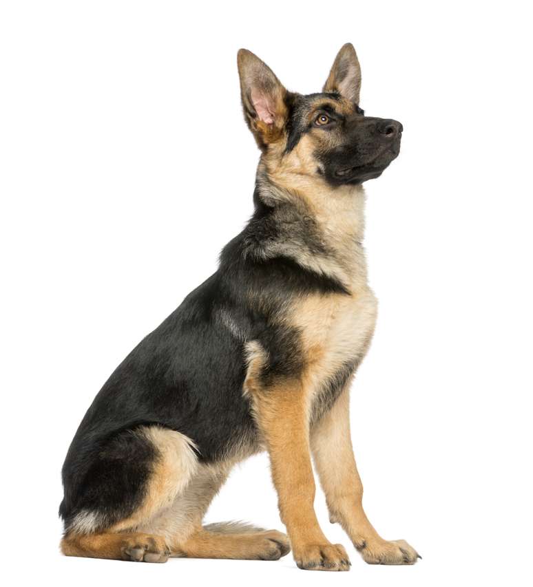<p>O pastor alemão é um cachorro de grande porte e bastante conhecido pelas suas habilidades de guarda</p>