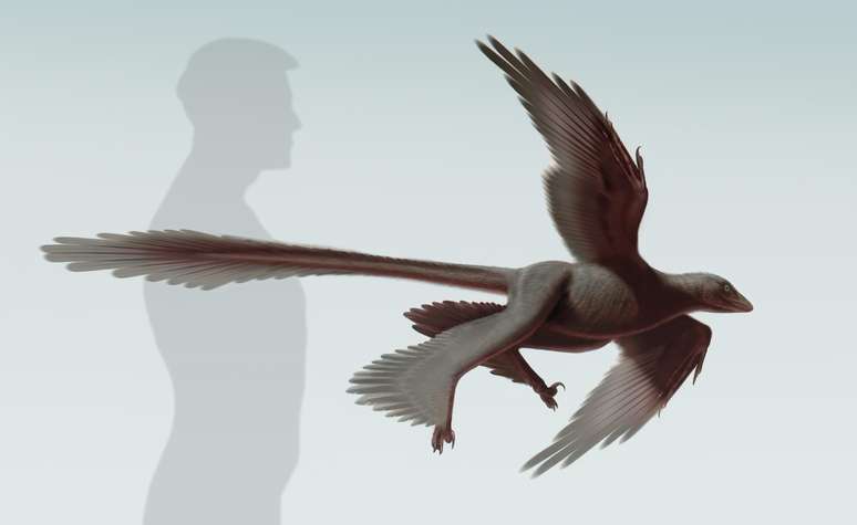 <p>Changyuraptor é o maior dinossauro de quatro asas já descoberto com mais de 1,3 metro</p>