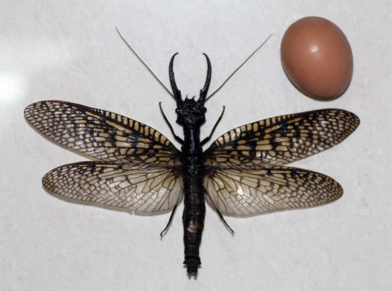 <p>Fotos divulgadas pelos cientistas mostram o inseto ao lado de uma régua ou de um ovo de galinha</p>