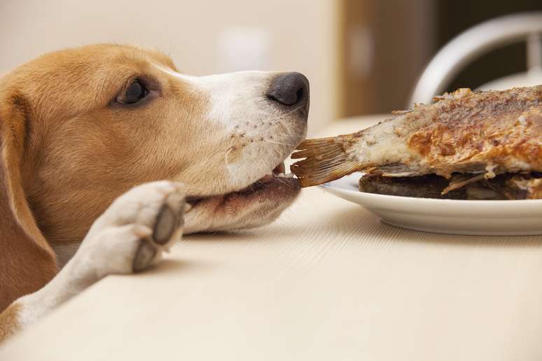 <p>Sistema digestivo dos cães não é preparado para os mesmos alimentos que os humanos consomem</p>
