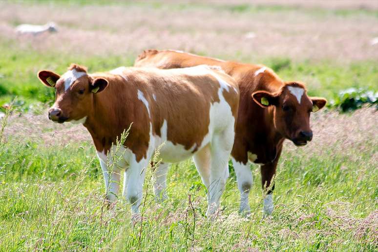 <p>Rebanho continha cerca de 20 vacas e alguns bezerros</p>