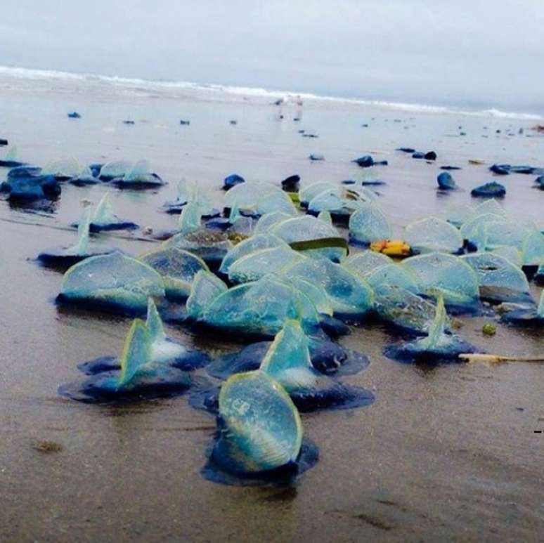 <p>Ninguém sabe ao certo porque esses animais têm sido encontrados nas areias da Califórnia</p>