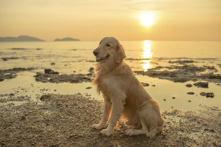 <p>Golden retriever </p>