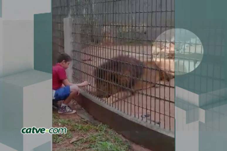 <p>Vrajmany dá pedaços de frango para leão em zoológico</p>
