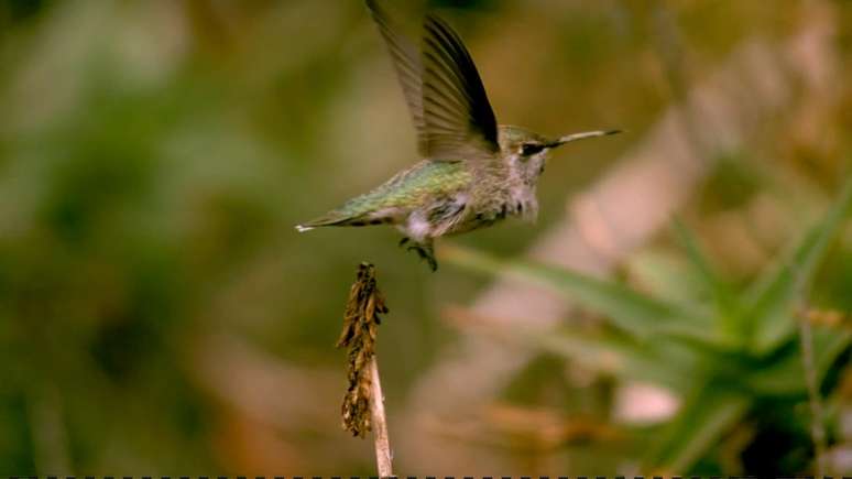 Imagens em câmera lenta ajudaram os cientistas a calcular a eficiência do pássaro