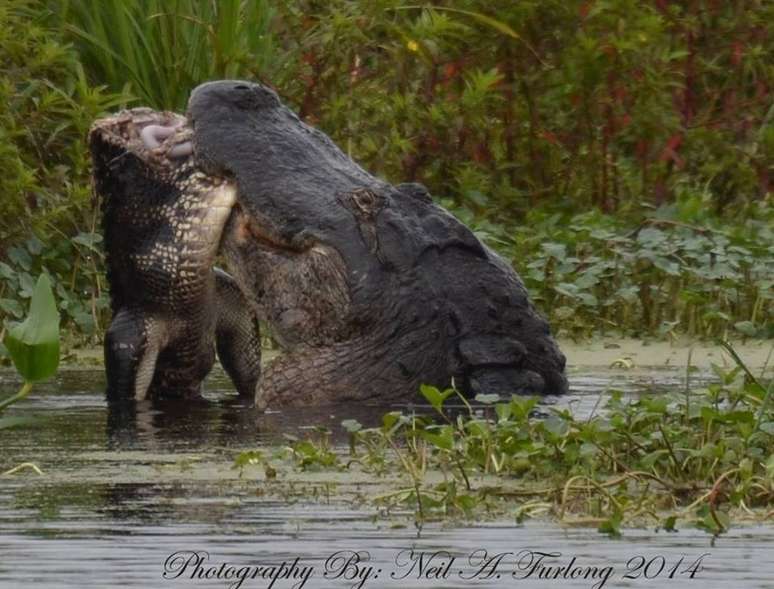 <p>Crocodilo maior dividiu o outro em dois pedaços e se alimentou de sua carne</p>