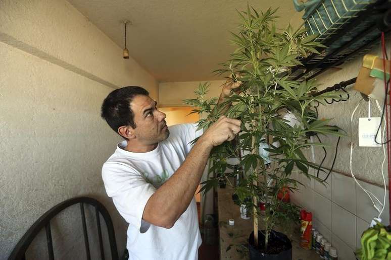 O cultivador particular de maconha e ativista Juan Vaz mexe nas plantas da maconha em sua casa em Montevidéu, no Uruguai, em março. 07/03/2014