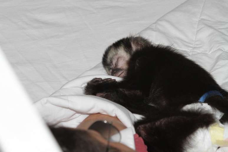 Latino dorme com seu macaco em intervalo de gravação
