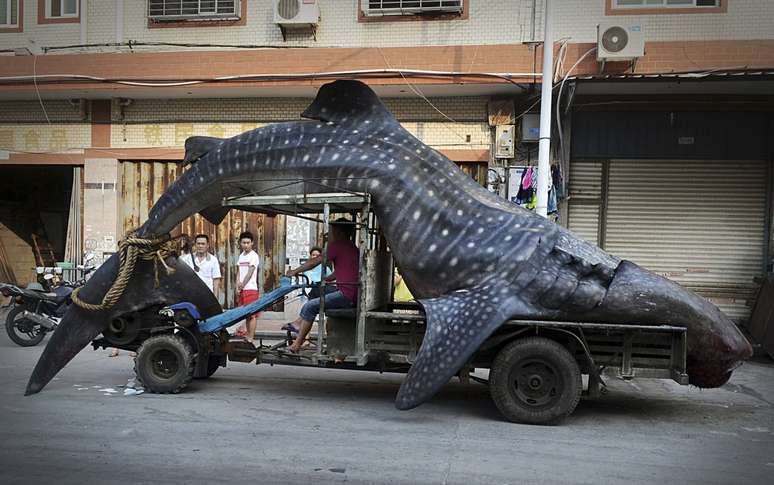 Animal capturado tem cinco metros e duas toneladas