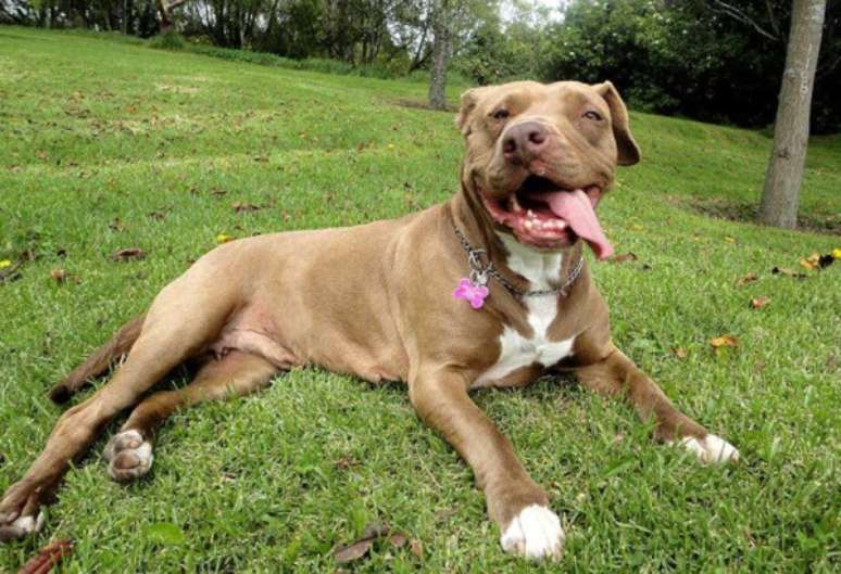 <p>Lucy é uma pitbull resgatada na Colômbia que, depois de ser colocada em rinhas, perdeu seus dentes e teve ossos quebrados. Sua mandíbula foi bruscamente deslocada após levar chutes de seu ex-dono</p>