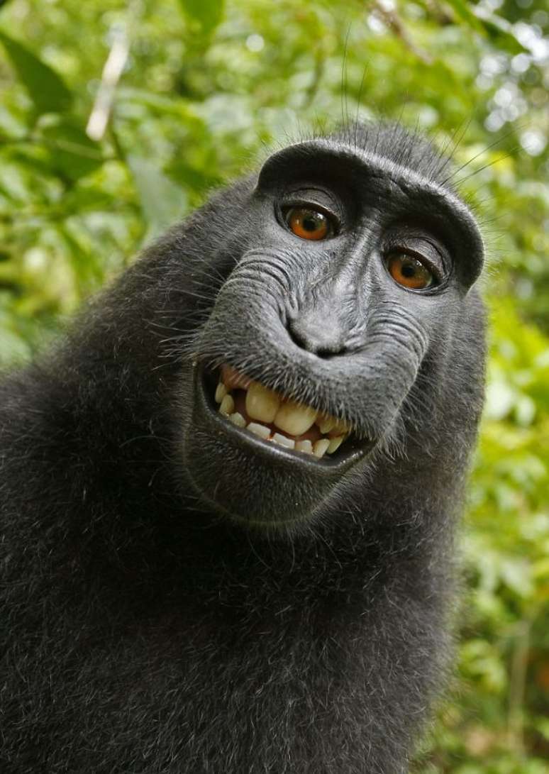 <p>Macaco da Indonésia roubou a câmera do fotógrafo David Slater e fez diversas selfies</p>