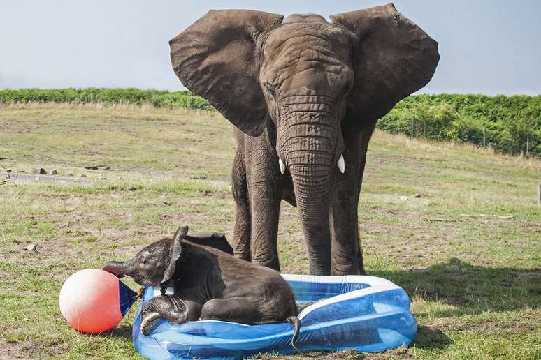 Bebê elefante se refresca em piscina de plástico em parque no Reino Unido