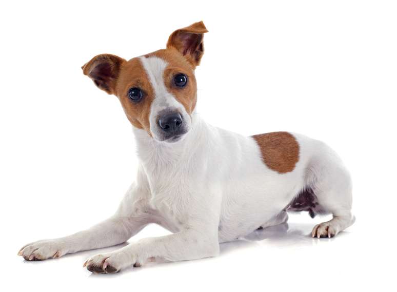 <p>Jack russell terrier</p>