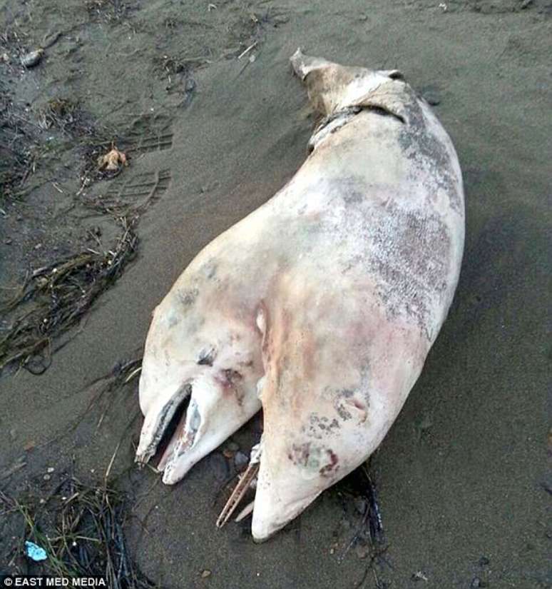 Carcaça de golfinho com duas cabeças foi encontrada em praia turca na última semana