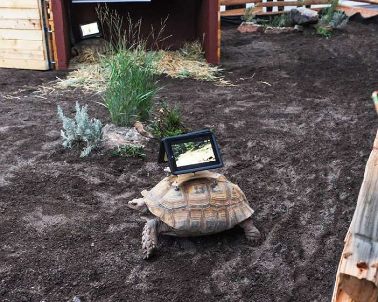 <p>Na exposição, três tartarugas ainda caminham em um espaço fechado e filmam com os iPads</p>