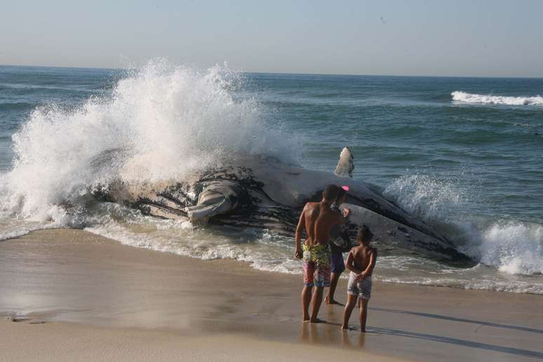 A carcaça de uma baleia da espécie jubarte encalhada na Praia da Macumba, no Recreio dos Bandeirantes, zona oeste do Rio de Janeiro, será removida nesta segunda-feira