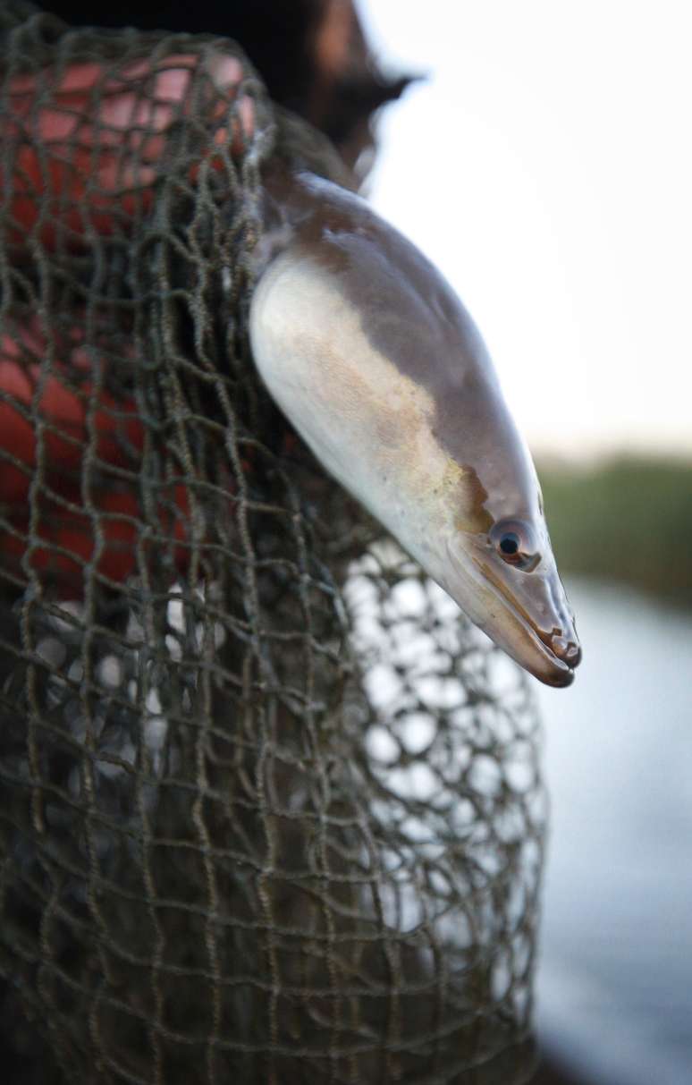 Homem pesca uma enguia no Reino Unido (foto ilustrativa)