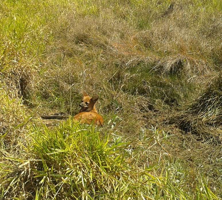 Ameaçado de extinção, lobo-guará é resgatado dentro de barracão em