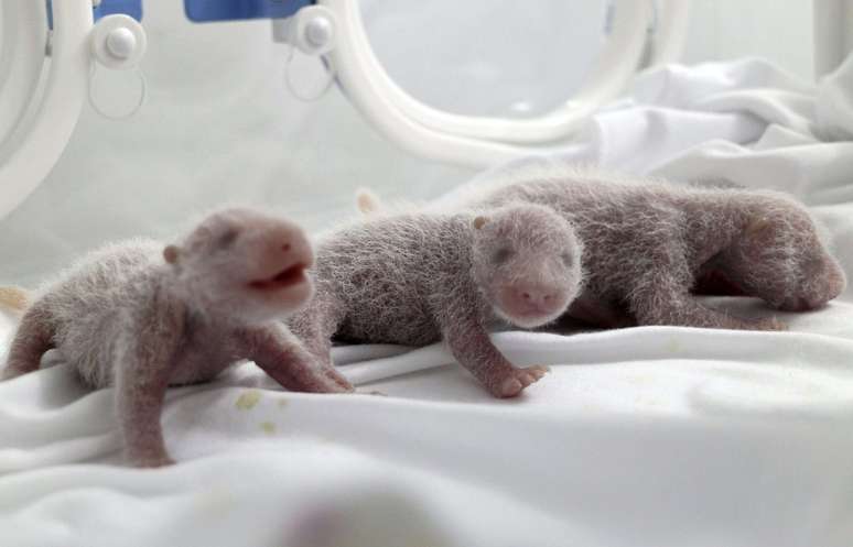 Filhotes foram levados para incubadoras logo após o nascimento
