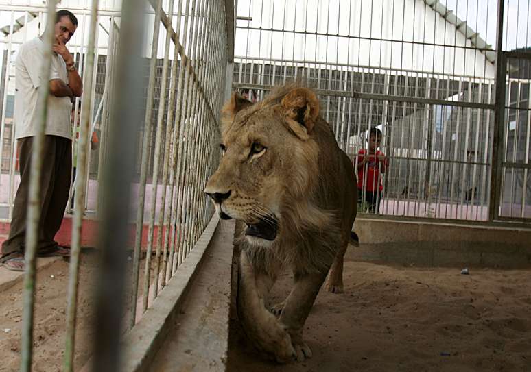 Um dos três leões sobreviventes do zoológico em Gaza - felinos estão doentes e famintos