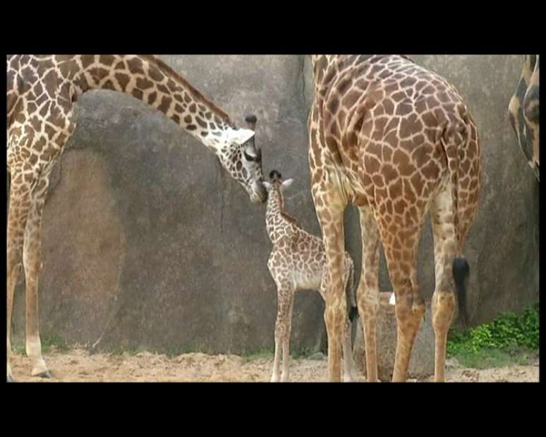 <p>Girafa foi apresentada ao p&uacute;blico pela primeira vez na sexta-feira</p>