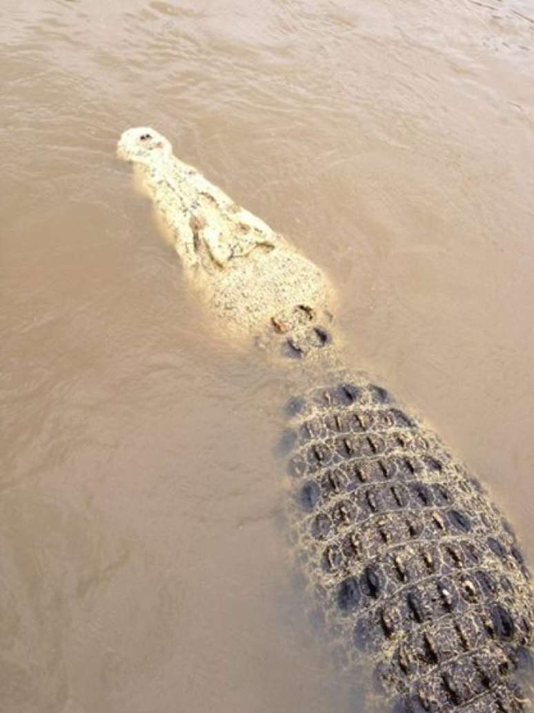 Crocodilo foi encontrado horas depois do ataque ao homem e levou um tiro