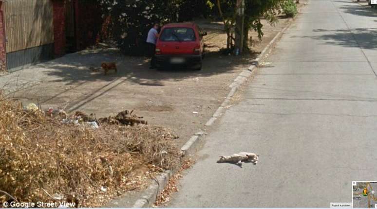 <p>Animal &eacute; visto ca&iacute;do na rua depois que o carro da empresa passa</p>