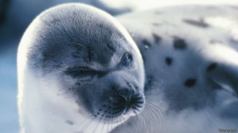Segundo cientistas, nativos americanos teriam contraído tuberculose ao comer carne contaminada de focas