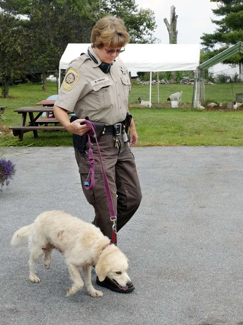 <p>O cão Henry ficou ferido depois da luta contra o urso</p>