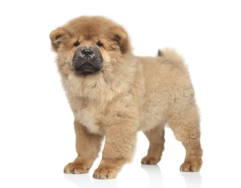 <p>Desconfiado com desconhecidos, o chow-chow deve ser adestrado desde filhote para que tenha noções de limite </p>