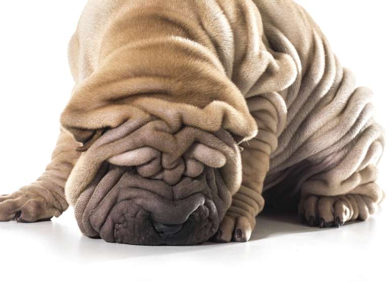 <p>O cão da raça shar-pei deve ser ensinado desde filhote para que aprenda o que pode ou não fazer</p>