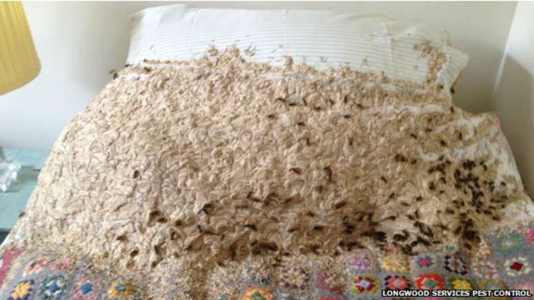 As vespas abriram buracos nos travesseiros e colchão da cama para tornar seu ninho maior