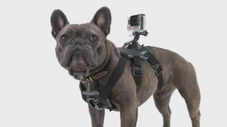 <p>Novo acessório da marca acopla GoPro para ver o mundo com os olhos do cão</p>
